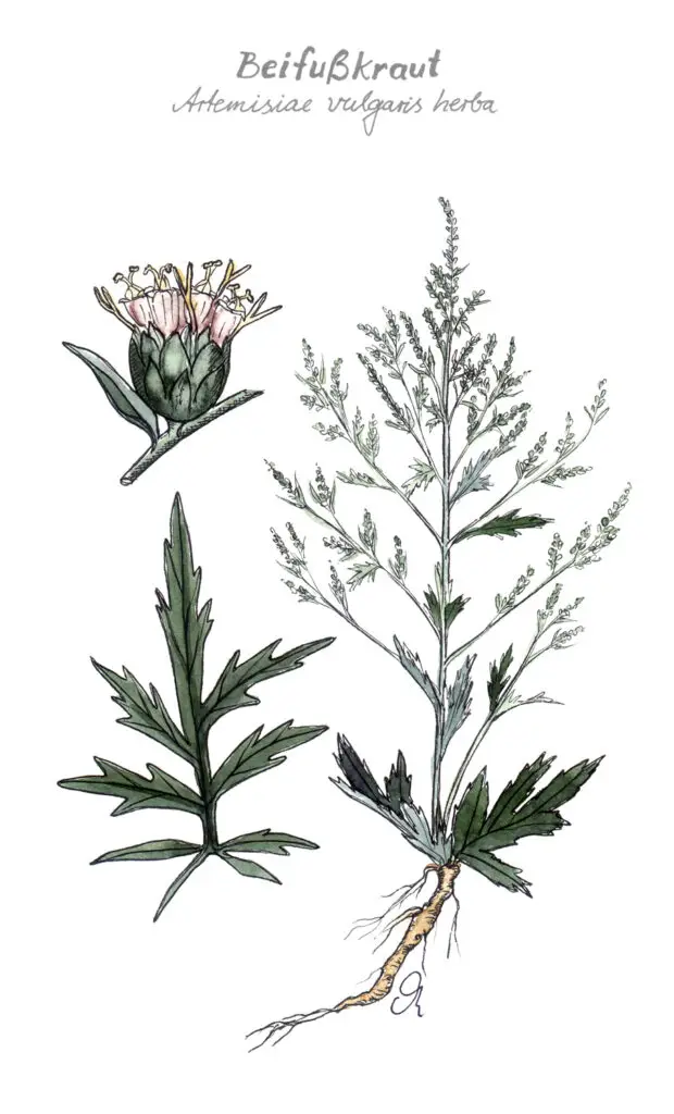 Zeichnung Beifuss