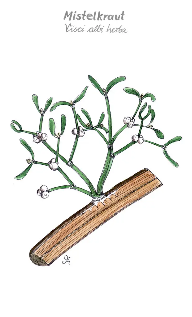 Mistel, Zeichnung