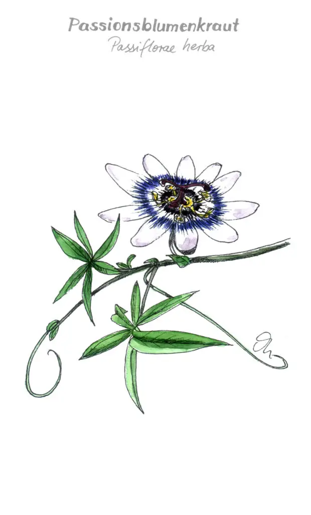 Passionsblume, Zeichnung