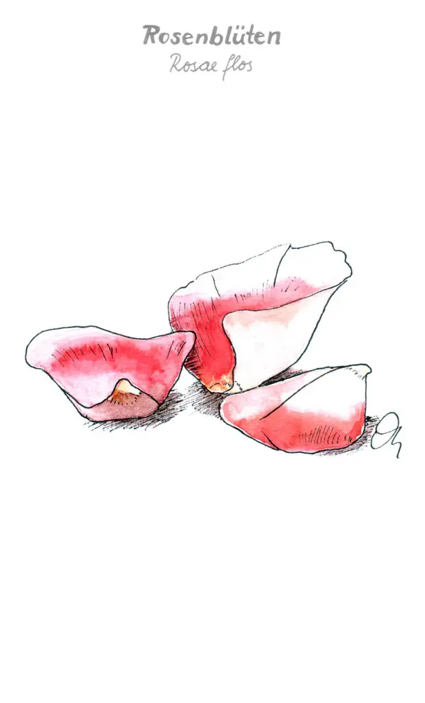 Rosenblüten