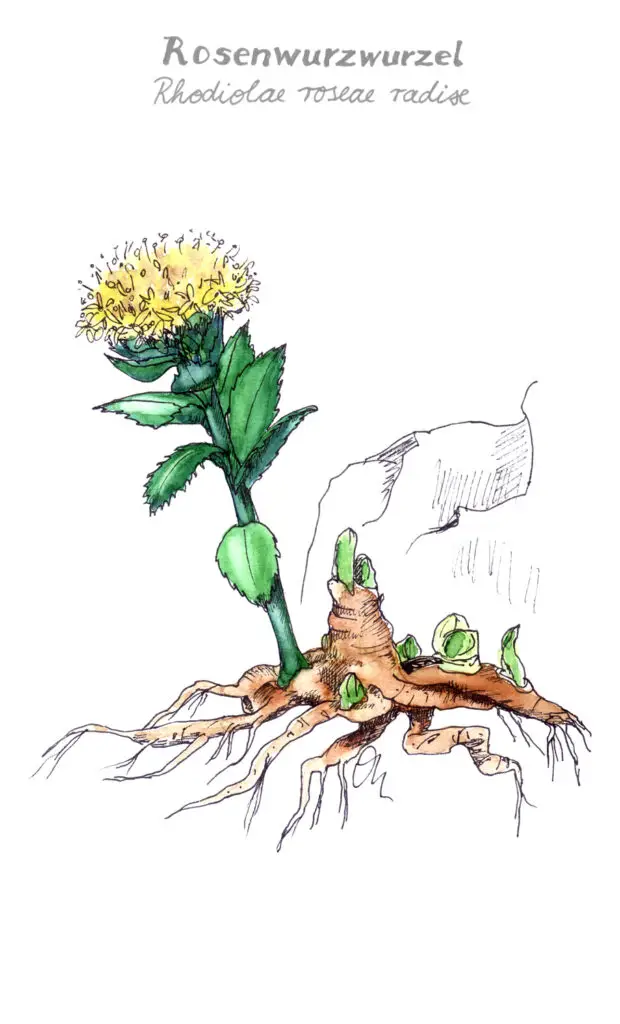 Rosenwurzwurzel, Zeichnung